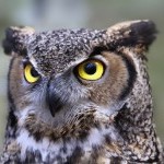 Great-Horned-Owl.jpg